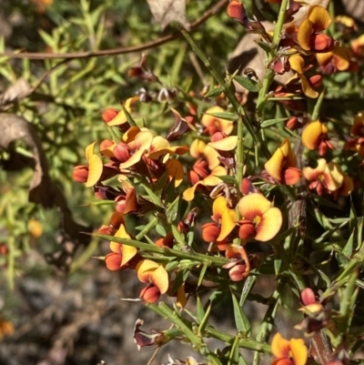 Daviesia ulicifolia subsp. ruscifolia (Broad-leaved Gorse Bitter Pea) at Rendezvous Creek, ACT - 21 Oct 2023 by Tapirlord