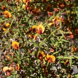 Daviesia ulicifolia subsp. ruscifolia at Namadgi National Park - 22 Oct 2023