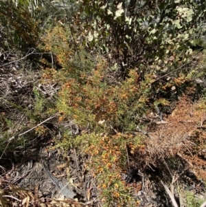 Daviesia ulicifolia subsp. ruscifolia at Namadgi National Park - 22 Oct 2023