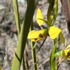 Diuris sulphurea (Tiger Orchid) at Rendezvous Creek, ACT - 21 Oct 2023 by Tapirlord