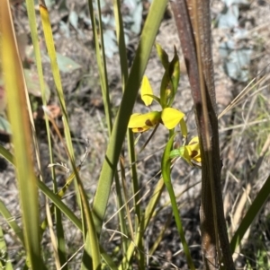 Diuris sulphurea at Namadgi National Park - suppressed