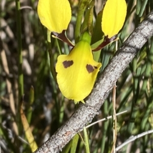 Diuris sulphurea at Namadgi National Park - suppressed