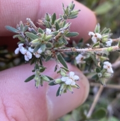 Leucopogon microphyllus var. pilibundus (Hairy Beard Heath) at Rendezvous Creek, ACT - 21 Oct 2023 by Tapirlord