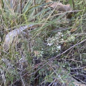 Leucopogon microphyllus var. pilibundus at Namadgi National Park - 22 Oct 2023