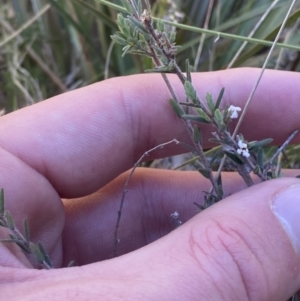 Leucopogon microphyllus var. pilibundus at Namadgi National Park - 22 Oct 2023 10:18 AM