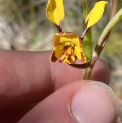 Diuris semilunulata (Late Leopard Orchid) at Namadgi National Park - 21 Oct 2023 by Tapirlord