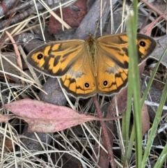 Heteronympha merope (Common Brown Butterfly) at Aranda, ACT - 27 Nov 2023 by lbradley