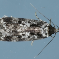 Barea confusella (A Concealer moth) at Ainslie, ACT - 1 Jan 2023 by jb2602