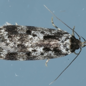 Barea confusella at Ainslie, ACT - 1 Jan 2023