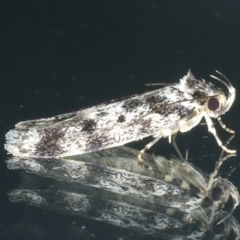 Barea confusella at Ainslie, ACT - 1 Jan 2023 08:58 PM