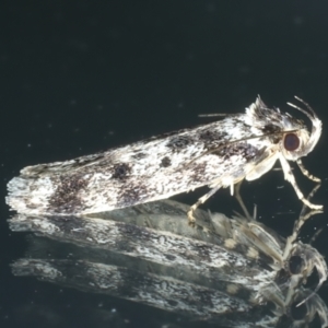 Barea confusella at Ainslie, ACT - 1 Jan 2023