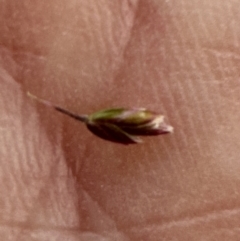 Poa sieberiana var. sieberiana (Snowgrass) at Aranda, ACT - 27 Nov 2023 by lbradley