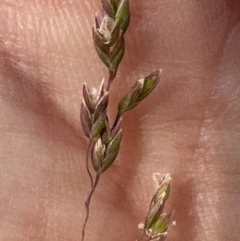 Poa sieberiana var. sieberiana at Aranda, ACT - 27 Nov 2023