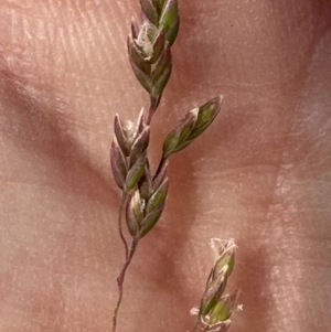 Poa sieberiana var. sieberiana at Aranda, ACT - 27 Nov 2023