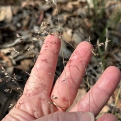 Poa sieberiana var. sieberiana at Aranda, ACT - 27 Nov 2023