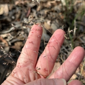 Poa sieberiana var. sieberiana at Aranda, ACT - 27 Nov 2023 09:38 AM