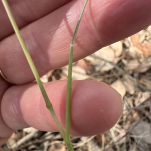 Poa sieberiana var. sieberiana at Aranda, ACT - 27 Nov 2023