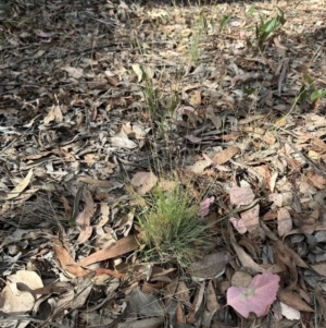 Poa sieberiana var. sieberiana at Aranda, ACT - 27 Nov 2023 09:38 AM