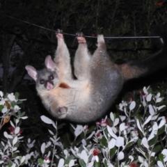 Trichosurus vulpecula (Common Brushtail Possum) at Wanniassa, ACT - 26 Nov 2023 by JohnBundock