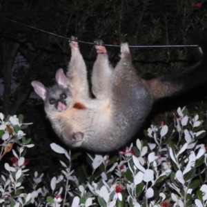 Trichosurus vulpecula at Wanniassa, ACT - 26 Nov 2023 10:03 PM