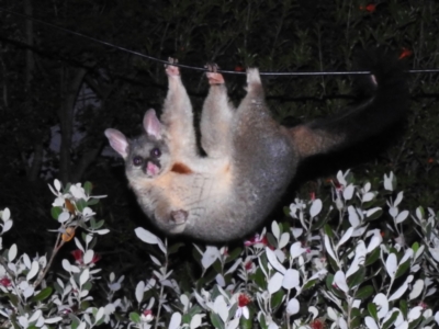 Trichosurus vulpecula (Common Brushtail Possum) at Wanniassa, ACT - 26 Nov 2023 by JohnBundock