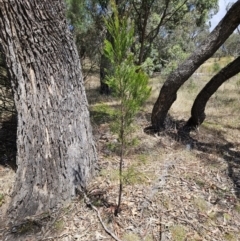 Exocarpos cupressiformis (Cherry Ballart) at Belconnen, ACT - 26 Nov 2023 by sangio7