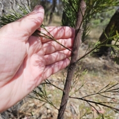 Exocarpos cupressiformis at The Pinnacle - 26 Nov 2023