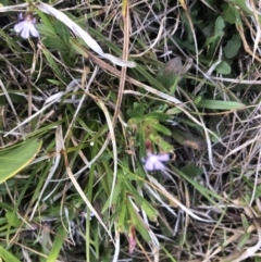 Lobelia anceps (Angled Lobelia) at Central Tilba, NSW - 25 Nov 2023 by TilbaLakeHerbarium