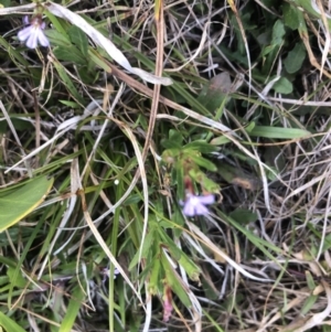 Lobelia anceps at Tilba Lake Herbarium - 25 Nov 2023