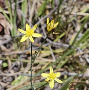 Tricoryne elatior at The Pinnacle - 26 Nov 2023