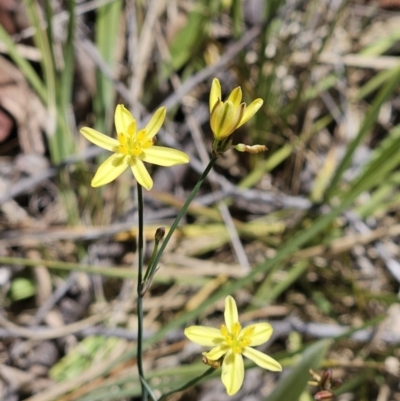 Tricoryne elatior (Yellow Rush Lily) at Belconnen, ACT - 26 Nov 2023 by sangio7