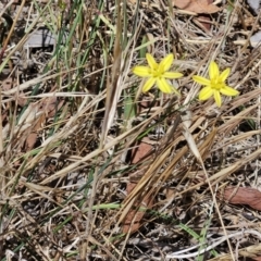 Tricoryne elatior (Yellow Rush Lily) at The Pinnacle - 26 Nov 2023 by sangio7