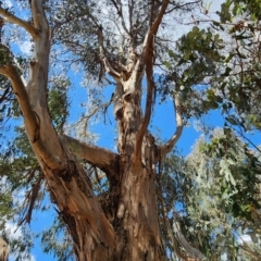 Eucalyptus globulus subsp. bicostata (Southern Blue Gum, Eurabbie) at Reid, ACT - 26 Nov 2023 by Steve818