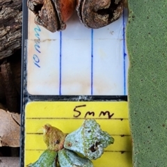 Eucalyptus globulus subsp. bicostata at Reid, ACT - 27 Nov 2023