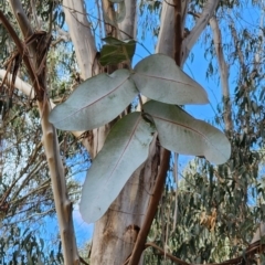 Eucalyptus globulus subsp. bicostata at Reid, ACT - 27 Nov 2023 10:56 AM