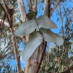 Eucalyptus globulus subsp. bicostata at Reid, ACT - 27 Nov 2023