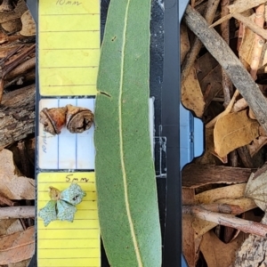 Eucalyptus globulus subsp. bicostata at Reid, ACT - 27 Nov 2023