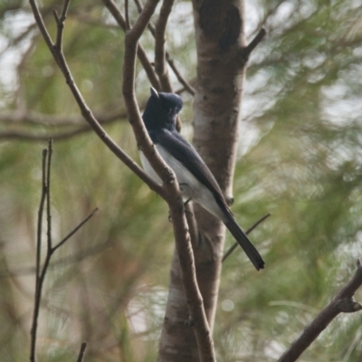 Myiagra rubecula (Leaden Flycatcher) at Brunswick Heads, NSW - 16 Nov 2023 by macmad