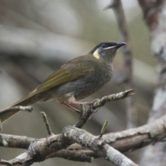 Meliphaga lewinii (Lewin's Honeyeater) at Brunswick Heads, NSW - 17 Nov 2023 by macmad