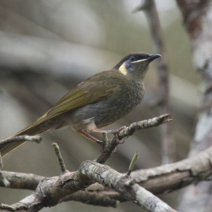 Meliphaga lewinii at Brunswick Heads, NSW - 17 Nov 2023