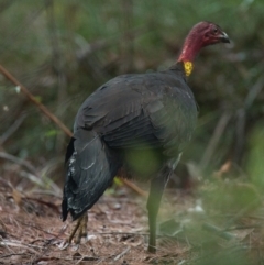 Alectura lathami (Australian Brush-turkey) at Brunswick Heads, NSW - 17 Nov 2023 by macmad