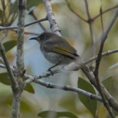 Lichmera indistincta (Brown Honeyeater) at Wallum - 17 Nov 2023 by macmad