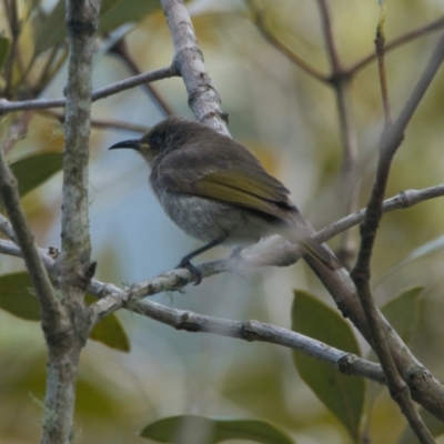 Lichmera indistincta (Brown Honeyeater) at Wallum - 16 Nov 2023 by macmad