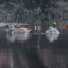 Anas superciliosa (Pacific Black Duck) at Wallum - 16 Nov 2023 by macmad