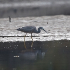 Egretta novaehollandiae (White-faced Heron) at Wallum - 17 Nov 2023 by macmad