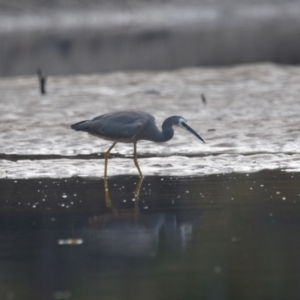 Egretta novaehollandiae at Wallum - 17 Nov 2023