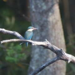 Todiramphus sanctus (Sacred Kingfisher) at Brunswick Heads, NSW - 17 Nov 2023 by macmad