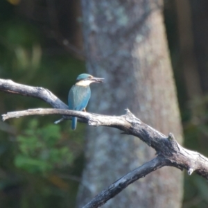 Todiramphus sanctus at Brunswick Heads, NSW - 17 Nov 2023 07:56 AM