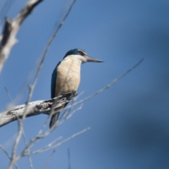 Todiramphus sanctus (Sacred Kingfisher) at Brunswick Heads, NSW - 17 Nov 2023 by macmad