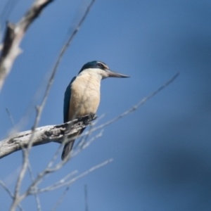 Todiramphus sanctus at Brunswick Heads, NSW - 17 Nov 2023